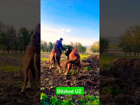 Dilshod UZ yutube kanalim chorva yonalishida hizmatdamiz