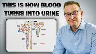 From Blood to Urine: The Five Key Fluids in Renal Physiology