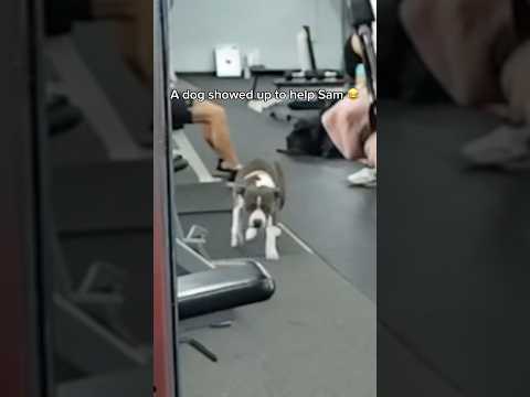 Even the dog knows who’s the strongest 💀 #samsulek #shorts #shortsfeed