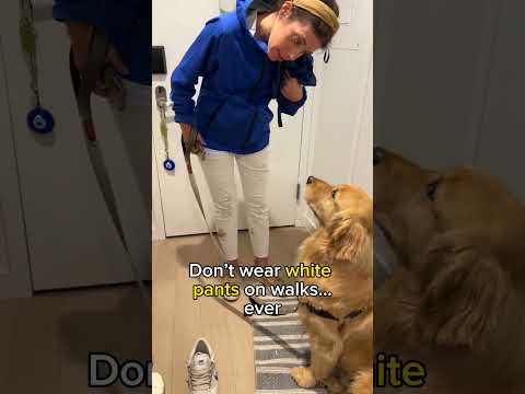 Things our Golden Retriever taught us!
