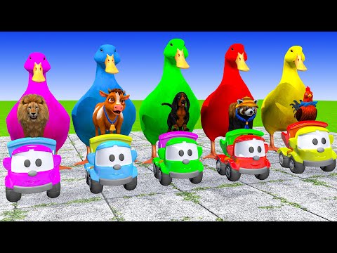 5 Giant Duck Cartoon,Cow,Elephant,Tiger,Chicken,Dog,Paint Wild Animals Crossing Fountain Animation