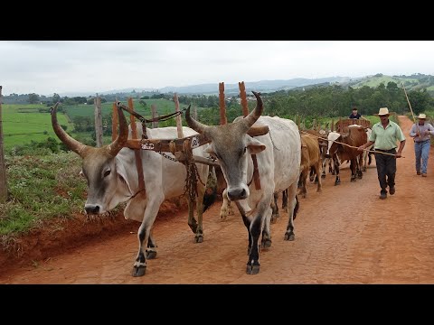 CAMINHADA CARRO DE BOI PELAS SERRAS DE MINAS**