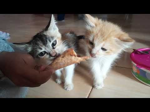 Berebut Makan Es Krim #suarakucing #cat #kitten