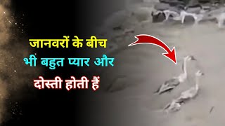 इंसानों से ज्यादा जानवरों में प्यार होता हैं 🥺❤️। #shorts #animals