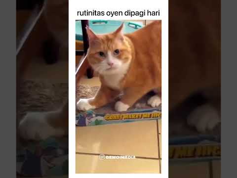 TINGKAH LUCU KUCING GARUK2