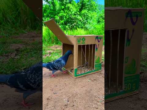 Quick Pigeon Trap From Boxs - Really Simple #pigeon #easytrap #shorts