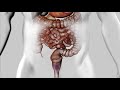 Digestão e Absorção de Nutrientes