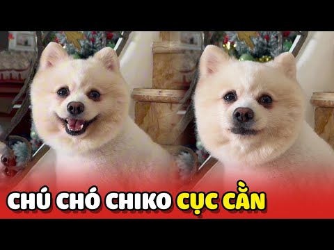 Chú Chó Chiko cục cằn và 7749 màn đầu đá với Anh Chị trong nhà 😂