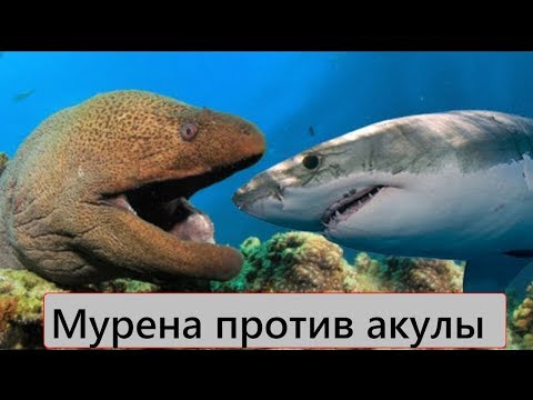 Версус! Мурена против акулы! Мурена против осьминога!