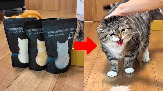 かわいすぎるわたあめをゲットしたらりっちゃんのシャーが止まらなかったでごわす🤣🤣🤣
