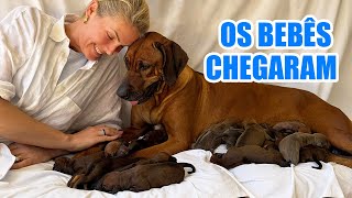 OS BEBÊS CHEGARAM! l ANA HICKMANN