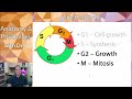 Mitosis and Cell Cycle Concepts