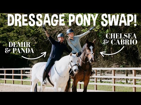 DRESSAGE PONY SWAP WITH CHELSEA AND DEMIR!