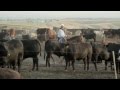 Cattle Ranching and Sustainability Concepts