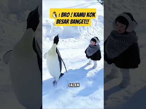 Penguin Ngira Manusia Temennya!? Fakta Lucu yang Bikin Ngakak di Antartika! 🐧🤣
