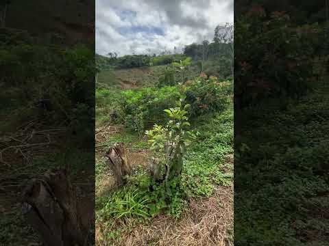 Depois de Meses Cuidando, nosso Aipim Começou a Crescer!