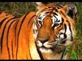 Tigress Hunting and Cubs Learning
