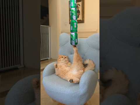 #catcomedy #catvideos #cat #shorts #tiktok