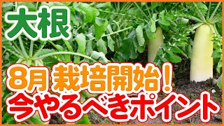 8月の大根栽培！やるべき作業と品種選び＆種まきのコツを徹底解説！【農園ライフ】