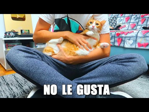 COSAS QUE NO LES GUSTAN A LOS GATOS