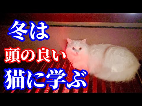 冬はとにかく体を冷やさない事！温める事！と飼い猫が教えてくれてます