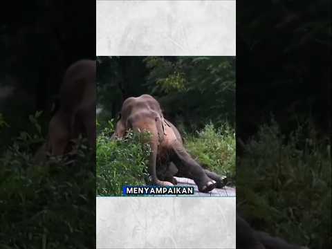 AYAH GAJAH MENANGIS & BERLUTUT! ia Memohon bantuan untuk Keluarganya 😭