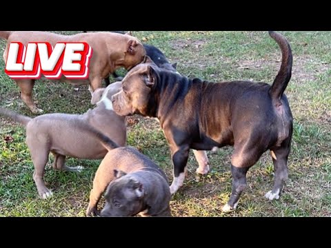 QBN Kennel Puppies Meet The Pack