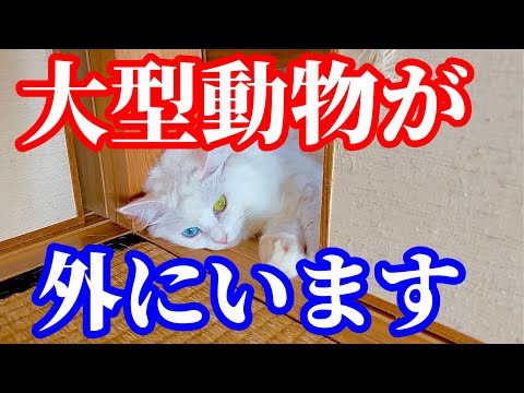 皆さんはこの大型動物の鳴き声､聞いた事ありますか？