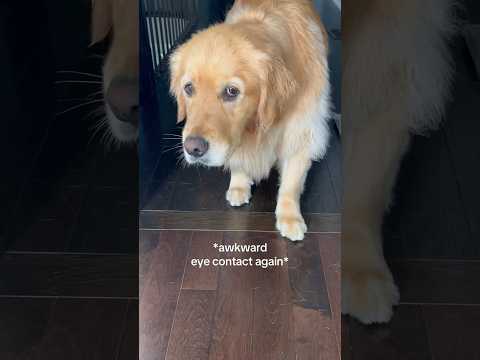 My dog thinks she’s invisible 😂 #dogshorts #goldenretriever #puppy #dogs #puppies #funnyvideos