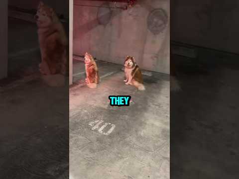Craziest Dog Trick ๐ถ