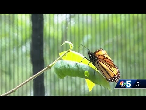YouTube video thumbnail: Butterfly Tracking Project Returns to Vermont After 20 Years to Help Protect Pollinators