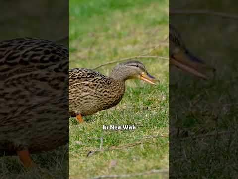 Why This Duck Feather Costs a Fortune😮|#shorts