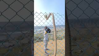 Indian Spectacle Cobra #shortvideo #youtubeshorts #trending