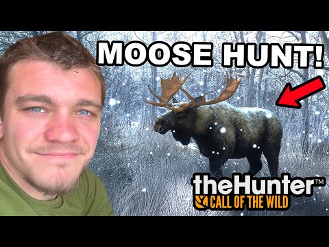 Hunting Down Giant Alberta Moose!