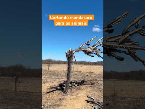 Cortando mandacaru para os animais