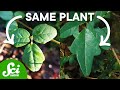 Boquila trifoliolata: The Shape-Shifting Plant