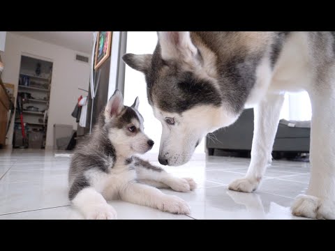Gohan Meets His Puppy Son For The First Time!