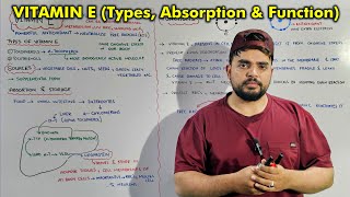 Vitamin E - Antioxidant Role, Lipid Peroxidation, and More!