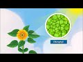 Understanding the Food Factory of Plants