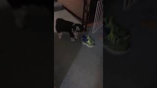 Poochie's Destruction 2