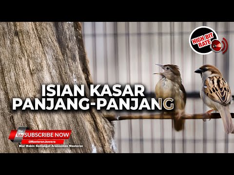 Tembakan Kasar Diulang Ulang Materi Kapas Tembak Greja Tarung Cucak Cungkok Super Gacor
