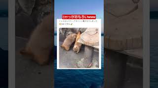 1回驚いて降りた後にもう1回驚くの意味わからなさすぎて可愛い #shorts #動物 #おすすめ