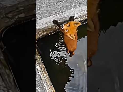 Rescue the poor fox trapped at the bottom of the lake🥺❤#rescue #animalrescue #fox #shorts