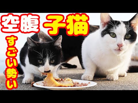 空腹な子猫にご飯をあげたらすごい勢いで・・・ 誰かが置きエサしてた さくらねこと子猫への給餌