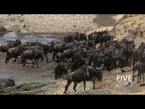 The Great Migration Safari