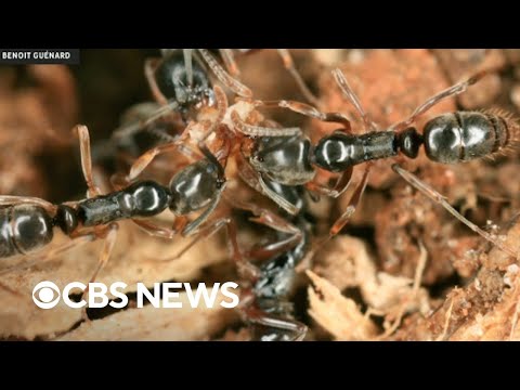 YouTube video thumbnail: Invasive Ants Spotted in Dozens of States Pose Danger to Humans, Environment