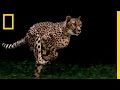 Cheetah Tracking Project Overview