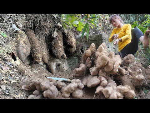 Full video: A lucky day in the forest, harvested giant potatoes, Watermelon goes to market sell