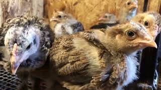 Обзор брудера для цыплят.