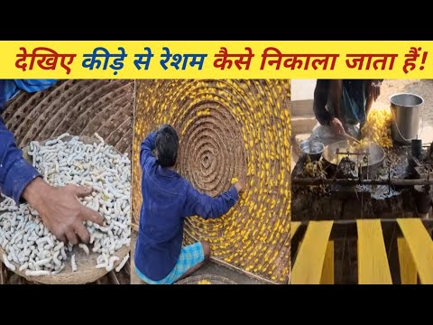 Sericulture || सिल्क की खेती कैसे किया जाता है? || How to Extract Silk from Silkworm.